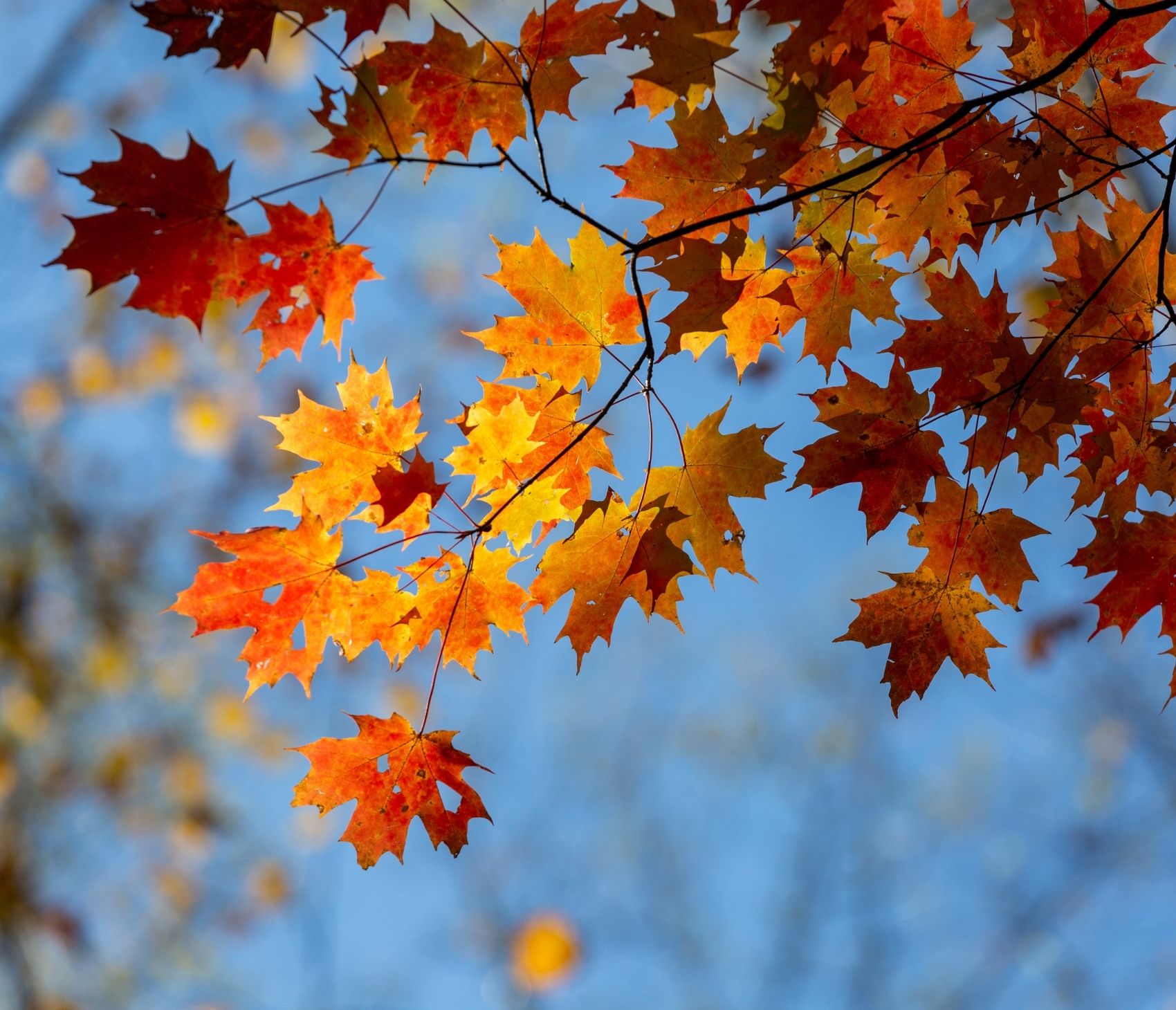 Natural coastal landscape surrounding Airlie Homes community